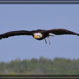 Seeadler