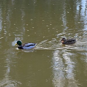 Wie bekomme ich die Enten Scharf?