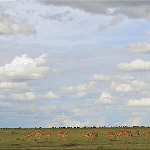 acomp Kenia 20111018 20743