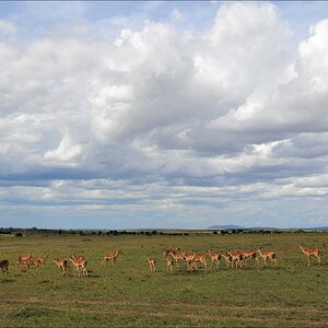 acomp Kenia 20111018 20746
