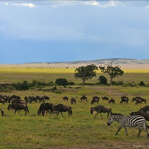 acomp Kenia 20111018 20802