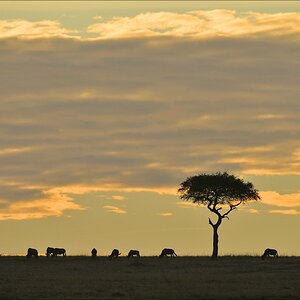 acomp Kenia 20111020 25014
