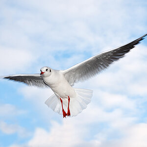 Lachmöwe im Flug