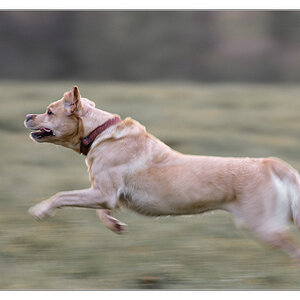 running fast 1