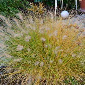 noch eins aus dem Garten