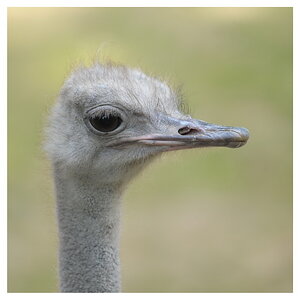 ZOO Hannover