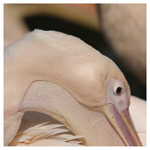 ZOO Hannover