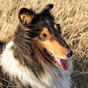 Collie