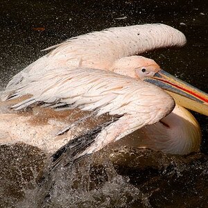 Pelican