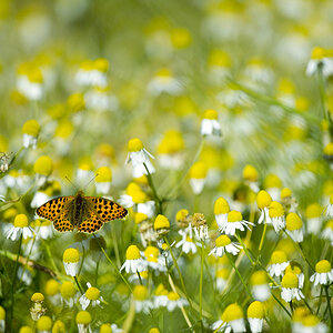 08Schmetterling K114399