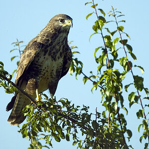 09Bussard 110198