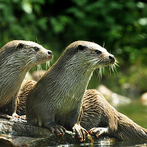 DSC 4551 2Otter1000