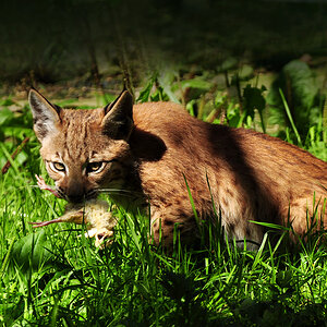 DSC 4589 Lux Juv1000