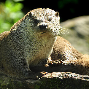 DSC 4545 Otter