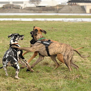 Dogenknäuel 7
