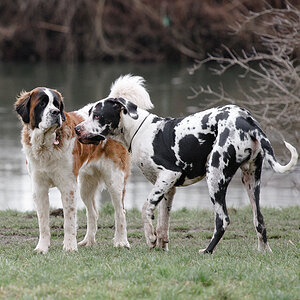 Dogge und Heidi