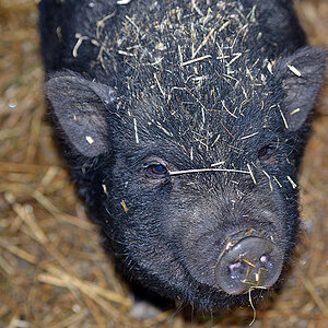 Hängebauchschweinchen