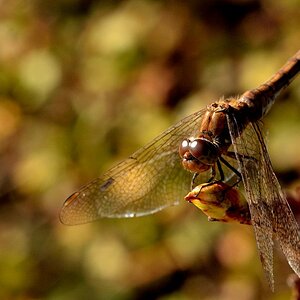 Libelle im Herbst