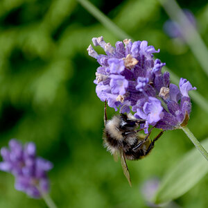 Hummel