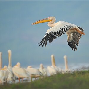 acomp Kenia 20111011 01128