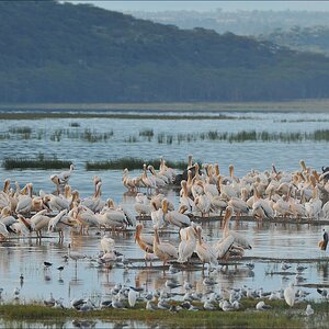 acomp Kenia 20111012 04507