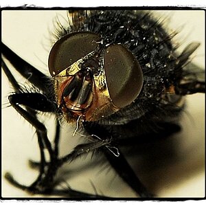 fly