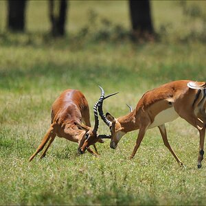 acomp Kenia 20111011 00464