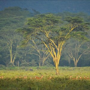 acomp Kenia 20111012 02570