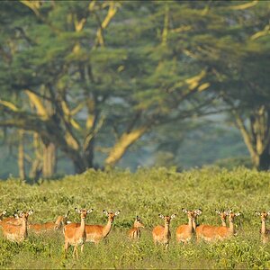 acomp Kenia 20111012 02599