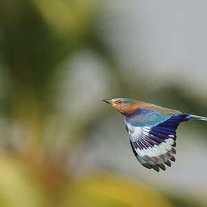 Indian Roller Blauracke