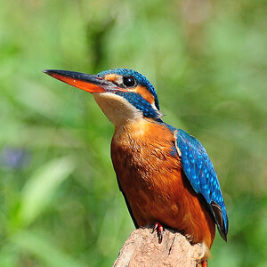 Common Kingfisher