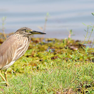 Indian Pond Heron