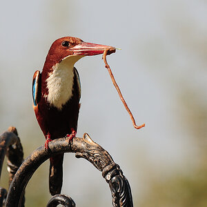 White-Throated Kingfisher