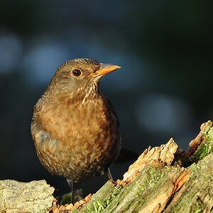 DSC 7887 Amsel 1000