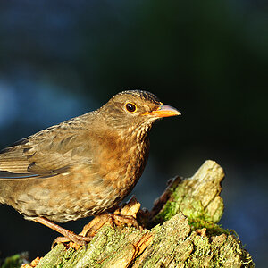 DSC 7889 Amsel 1000