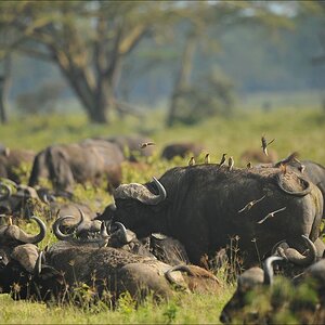 acomp Kenia 20111012 02735