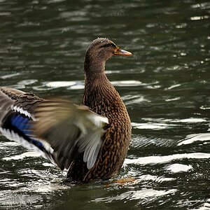 ente 3 klein