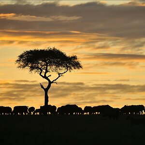 acomp Kenia 20111018 17409