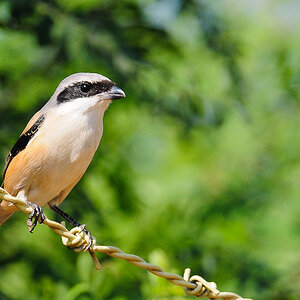 Long-Tailed Shrike 2