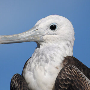 Portrait eines weiblichen Fregattvogels