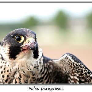 Falke