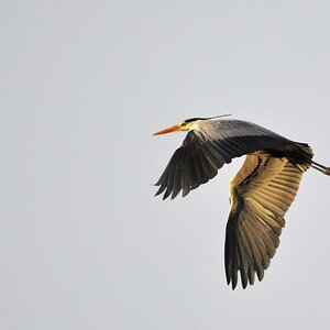 Fischreiher,Zoom : 55-200