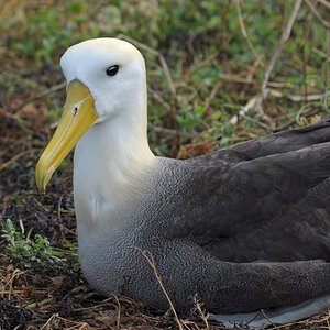 brütender Albatross