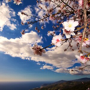 primavera