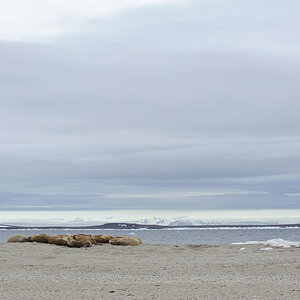 3728 NFF