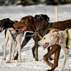 Hundeschlittenrennen