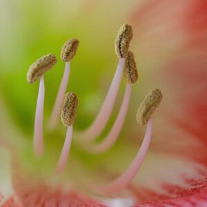 Amaryllis