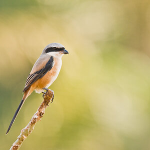 Long-Tailed Shrike 4