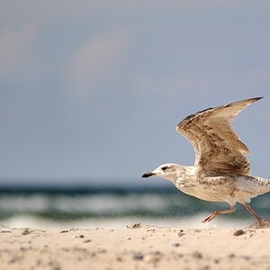 Möwe