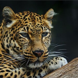 Im Jungle Parque mit D700 und AF-S VR 4/200-400mm